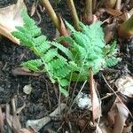 Dryopteris carthusiana برگ