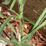 Erigeron bonariensis Blad