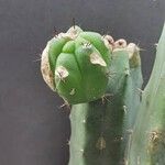Lobivia bridgesii Altul/Alta
