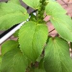 Acalypha setosa Blad