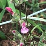 Salvia hierosolymitana 花