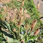 Plantago argentea Fula