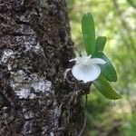 Angraecum cucullatum Habit