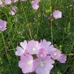 Malva alceaFlower