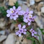 Iberis linifolia Blüte