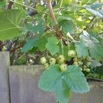 Ribes rubrumPlod