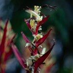 Heliconia psittacorum Ffrwyth