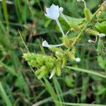 Plumbago zeylanica Flower