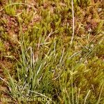 Carex pauciflora Habit