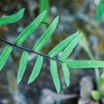 Pellaea atropurpurea Hoja