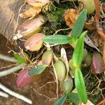 Bulbophyllum falcatum Hábito