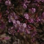 Limonium insigne Flower