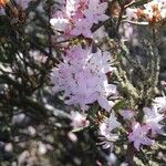 Rhododendron pubescens Flor