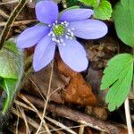 Hepatica nobilisFlor