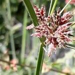 Cyperus longus Квітка