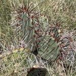 Opuntia macrocentra List