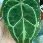 Anthurium crystallinum List