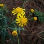 Senecio pterophorus Flower