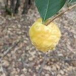 Morinda royoc Fruit