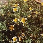 Limnanthes douglasii Συνήθη χαρακτηριστικά