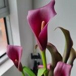 Zantedeschia rehmanniiКветка