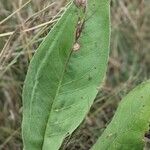 Solidago rigida Folla