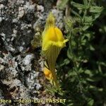 Linaria oblongifolia Kvet