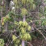 Podocarpus henkelii Blatt
