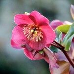 Helleborus orientalis Fleur