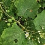 Solanum trilobatum 整株植物