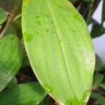 Costus afer Φύλλο