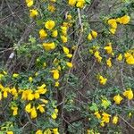 Cytisus arboreus Hábito
