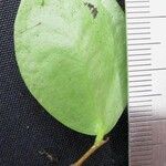 Sphyrospermum ellipticum Otro