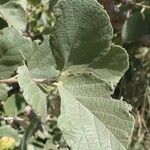 Cordia monoica Folha