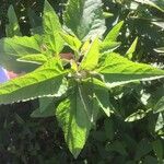 Austroeupatorium inulifolium Leaf