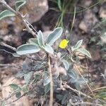 Helianthemum cinereum Levél