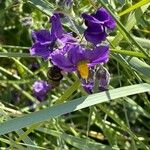 Solanum umbelliferum Λουλούδι