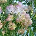 Albizia julibrissin Floare