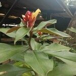 Costus curvibracteatus عادت