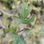 Crataegus pseudoheterophylla Deilen