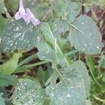 Clinopodium grandiflorum Leaf