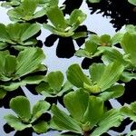 Pistia stratiotes 葉