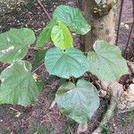 Dombeya wallichii Hoja