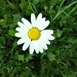 Leucanthemum ircutianum Кветка