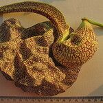 Aristolochia labiata Fleur