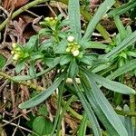 Iberis ciliata Листок