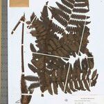 Cyathea surinamensis Лист