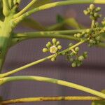 Khaya anthotheca Floro