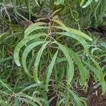 Acacia koaia Leaf