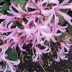 Nerine undulata Flower